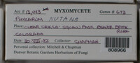 Physarum nutans image